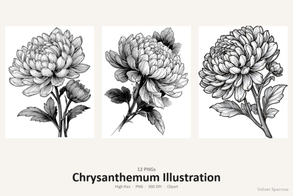 Chrysanthemum Illustration: Creative Design Made Easy